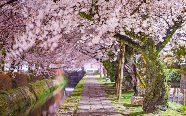 A stone path beneath blooming cherry blossom trees along a canal in Kyoto