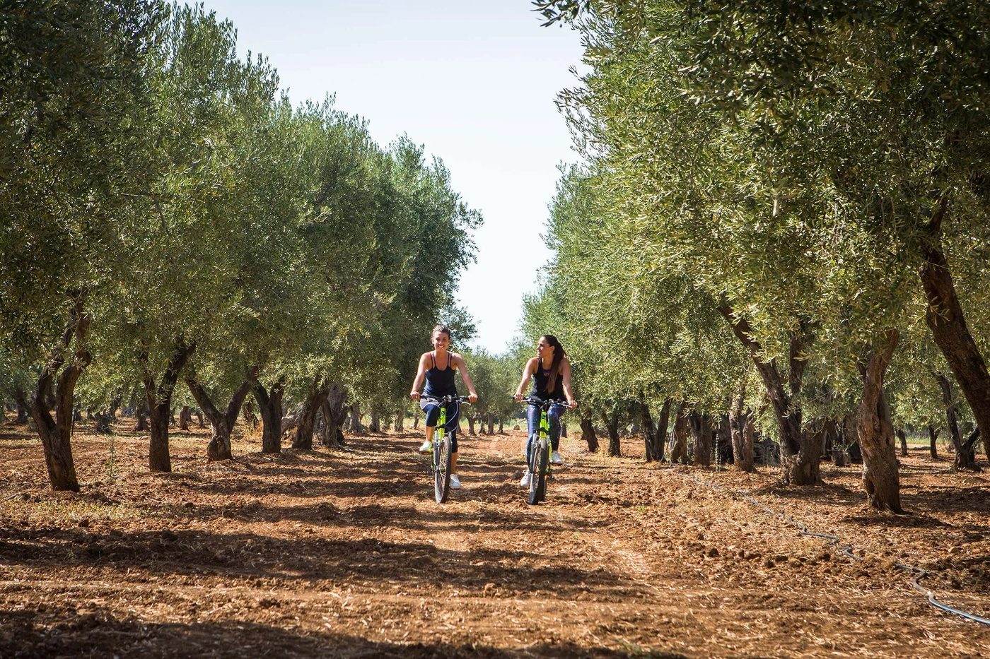 Two guests cycling between rows of ancient olive trees near Borgo Egnazia
